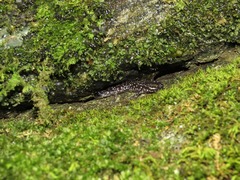 Plethodon yonahlossee