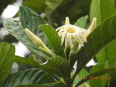 Kutchubaea sericantha