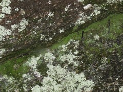 Plethodon yonahlossee