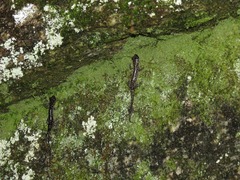 Plethodon yonahlossee