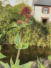 Centranthus ruber