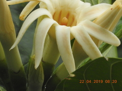 Kutchubaea sericantha