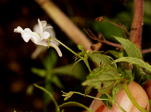Image of Nemesia Albiflora (Nemesia albiflora) by (c) Wynand Uys, some rights reserved (CC BY)