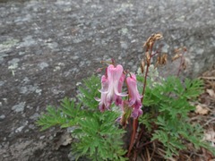 Dicentra eximia