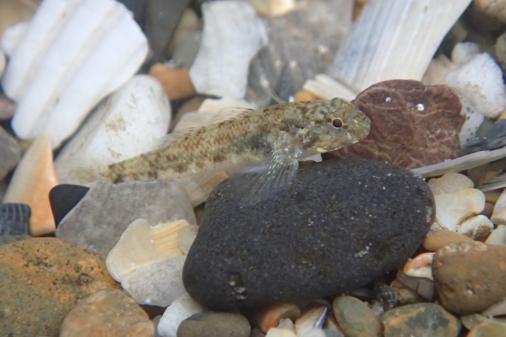 Cocos frillfin goby