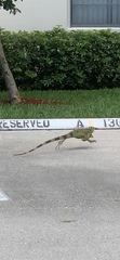 Iguana iguana