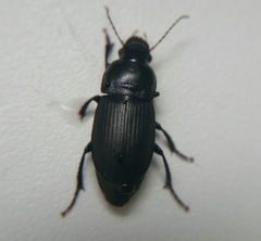 Harpalus