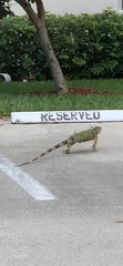 Iguana iguana