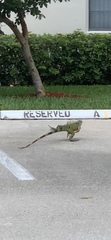 Iguana iguana