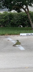 Iguana iguana