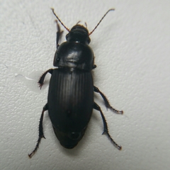 Harpalus