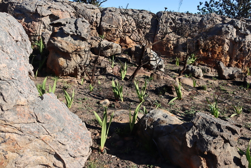 Image of Watsonia vanderspuyae by (c) Tony Rebelo, some rights reserved (CC BY-SA)