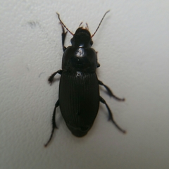 Harpalus