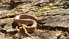 Virginia valeriae elegans