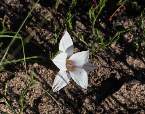 Romulea flexuosa