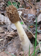 Morchellaceae