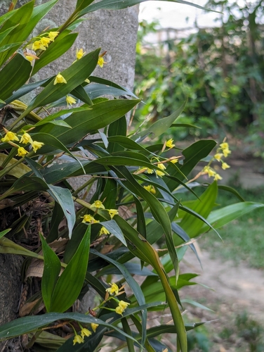Coelogyne prolifera