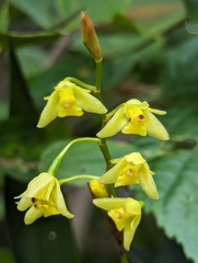 Coelogyne prolifera, photograph (c) Sagnik Dutta Roy, some rights reserved (CC BY)