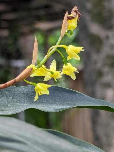 Coelogyne prolifera, photograph 3