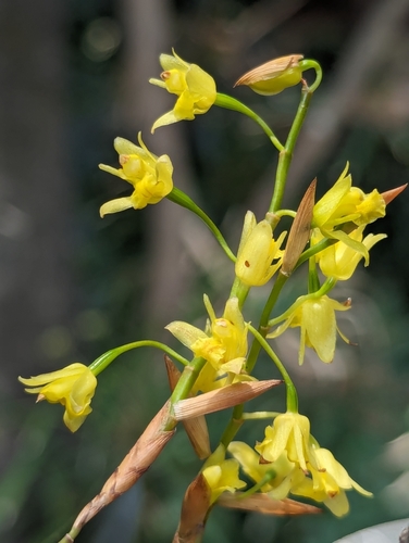 Coelogyne prolifera, photograph 4