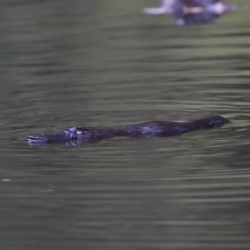Platypus