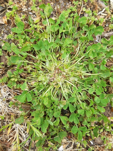 Trifolium suffocatum iNat (3)