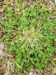 Trifolium suffocatum