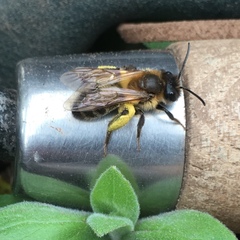 Andrena
