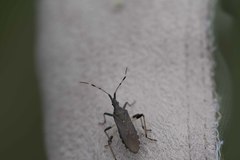 Dicranocephalus albipes