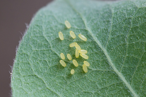 Willow Leaf Beetle, photo 4 of 7