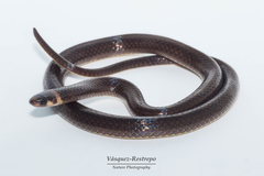 Boulenger's Centipede Snake photo 2