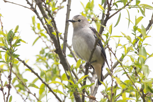 Daurian Starling (Agropsar sturninus), photo 10