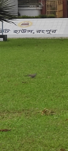 Spotted Dove