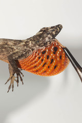 Anolis sulcifrons