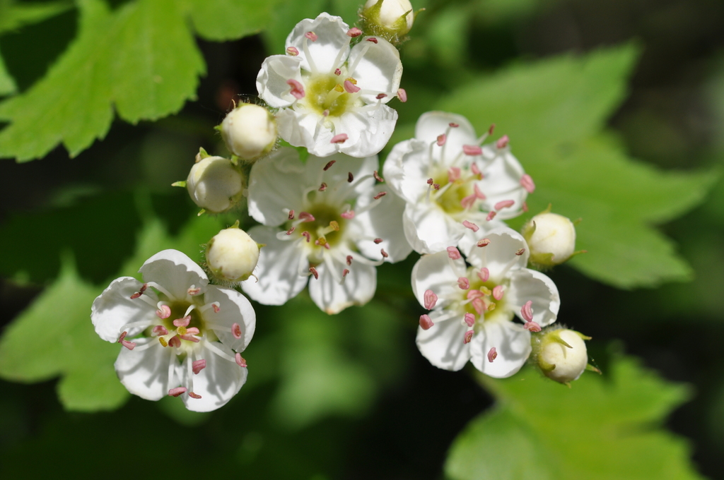 Crataegus rhipidophylla — a medium houseplant