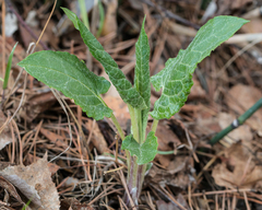 Saussurea controversa