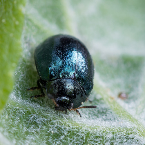 Willow Leaf Beetle, photo 6 of 7