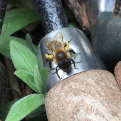Andrena
