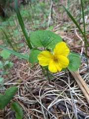 Viola uniflora