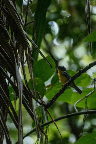 Grey-and-gold Warbler (Myiothlypis fraseri), photo 2