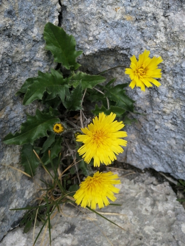 Hieracium humile