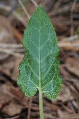 Saussurea controversa