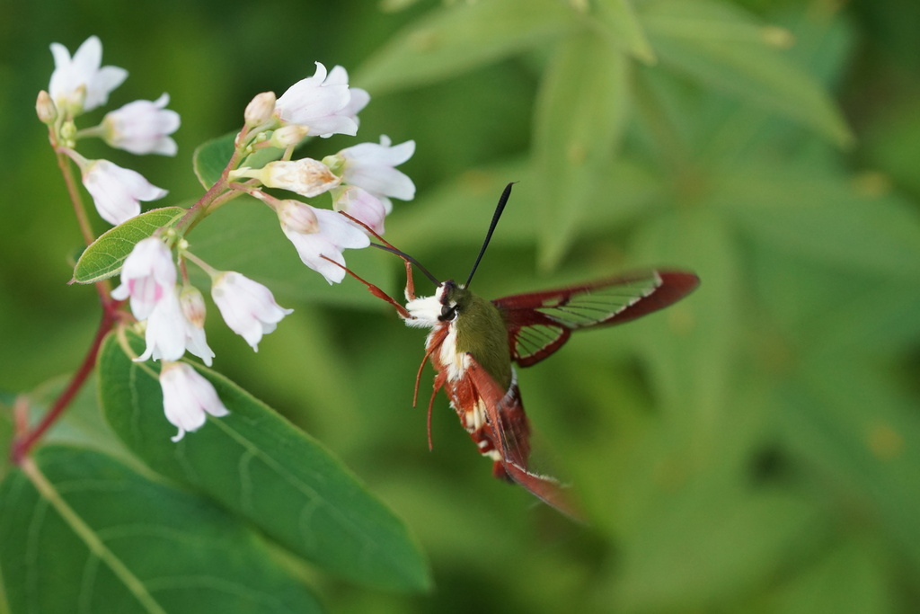 Slender Clearwing