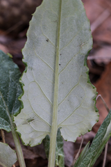 Saussurea controversa