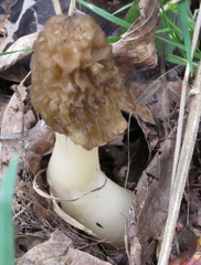 Morchellaceae