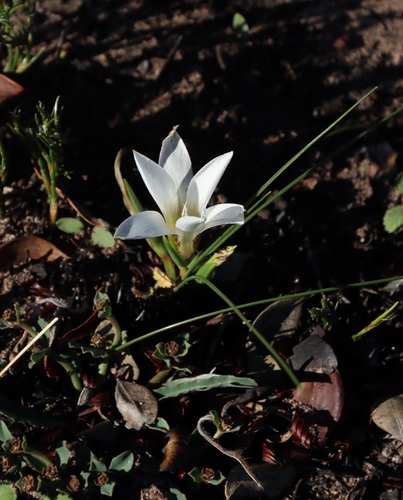Romulea flexuosa