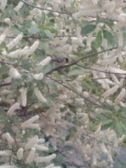 Parus major
