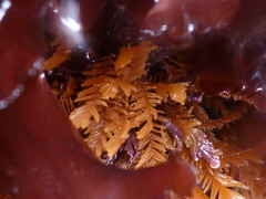 Aglaophenia latirostris