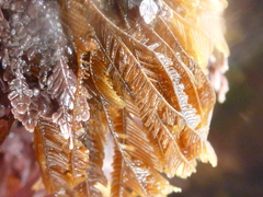 Aglaophenia latirostris