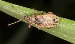 Phyllobius glaucus